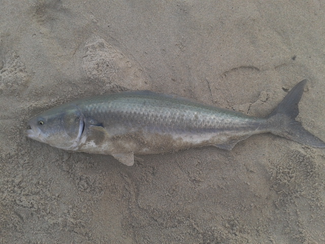 australian salmon australian salmon